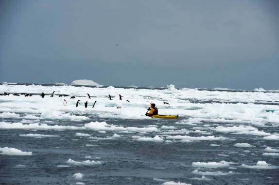 O Rodrigo se aproxima de pinguins adelie durante caiaque em Kinnes Cove, na Antártida (foto de Vladimir Seliverstov)